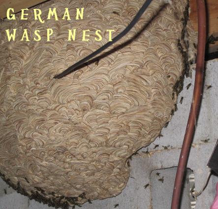 german wasp nest