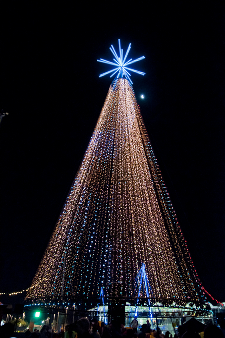 Full view of the Telecom Christmas tree.