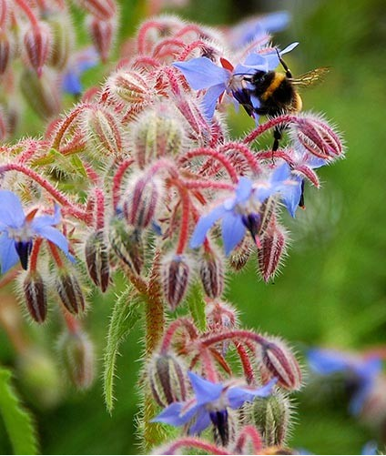 Bee enjoying borage flowers.