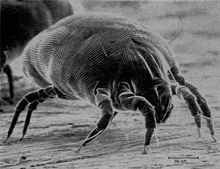 Around 30 per cent of New Zealanders are allergic to dust mites.
