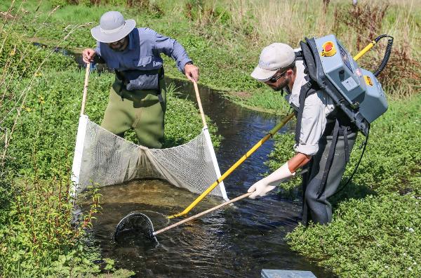 Fish & Game staff sampling a Wairarapa spring creek as part of their stream health monitoring programme.