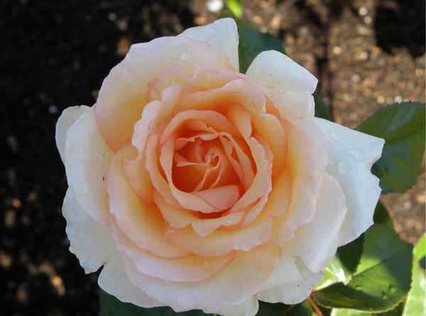 Hamilton Gardens rose