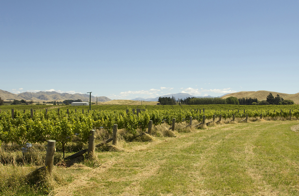 Sedgebrook Estate vineyard &#8211; in receivership and now up for sale.