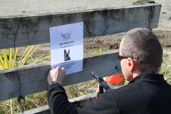 Fish & Game Officer Anthony van Dorp posts a warning notice at a local spawning stream.