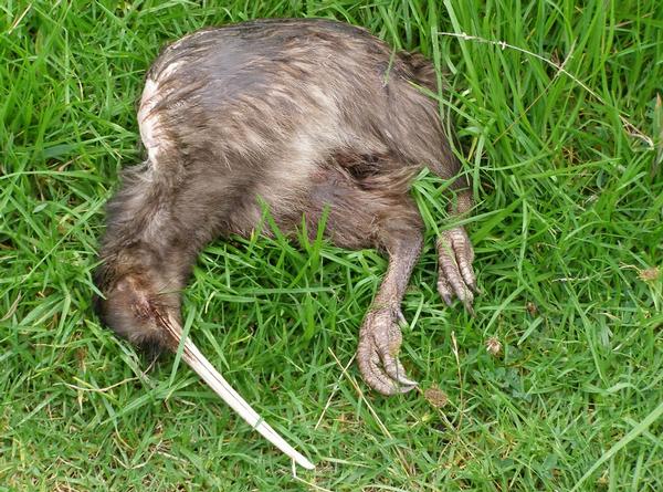 Grim picture of kiwi killed from a dog attack.