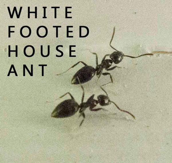 smelly ants