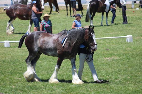 Hamilton-based MediaPA sponsors the North Island In-Hand All Breeds Show at Taupo this month