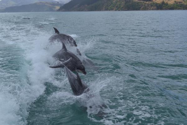 Akaroa was treated to a rare 'once in a lifetime' sight of a pod of Bottlenose dolphins close to the town's main wharf yesterday, well within sight of the town's locals and visitors sitting in cafes on the waterfront. 