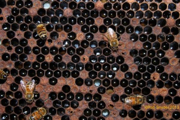 Honey Industry Has Its Challenges, says Waikato-Based Summerglow