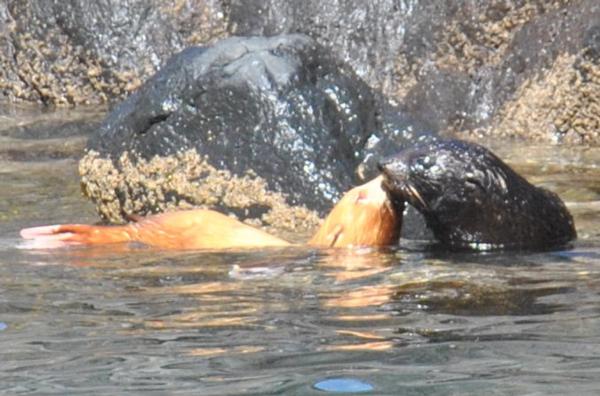 A ginger seal pup that was seen happily playing with its sleek fur seal playmates last week