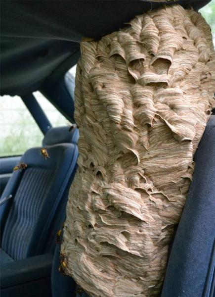 wasp nest in car