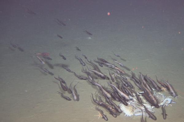 Fish fall in the Kermadec Trench