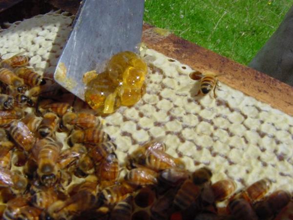 Application for Manuka Honey trademark supported by Waikato-based Manuka Honey producers SummerGlow Apiaries.