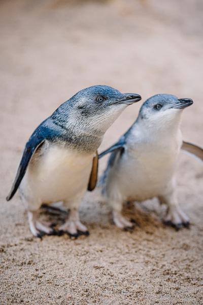 The world's smallest penguin just came out with miniature versions named Pipi, Squishy and Eric.
