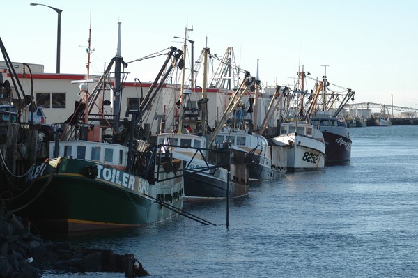 Bluff Oyster boats