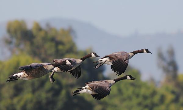 Canada Geese coming into land 