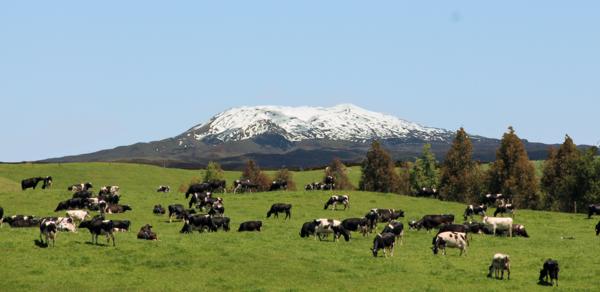 New Zealand's UPTAKE is leading the way in Soil, Plant, Animal Health and Nutrition.
