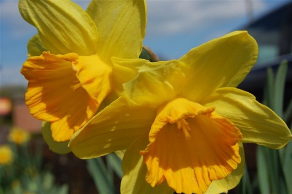 Daffodil Day is Friday 28 August 2009. There are many commercial daffodil growers throughout the country. Daffodils can retail in supermarkets for approximately $2.50-$4 per bunch.