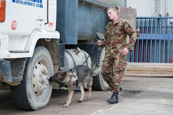 Dog handler Sapper Liam Harris with Xia, detecting hidden explosives as part of training.