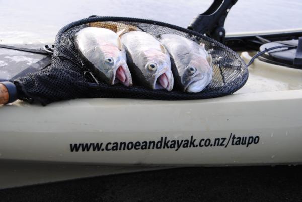 Canoe and Kayak Taupo can provide you with the perfect platform to hook the big one.