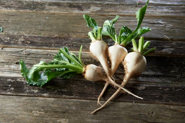 Southern Fresh Foods Grows White Beetroot in the Waikato