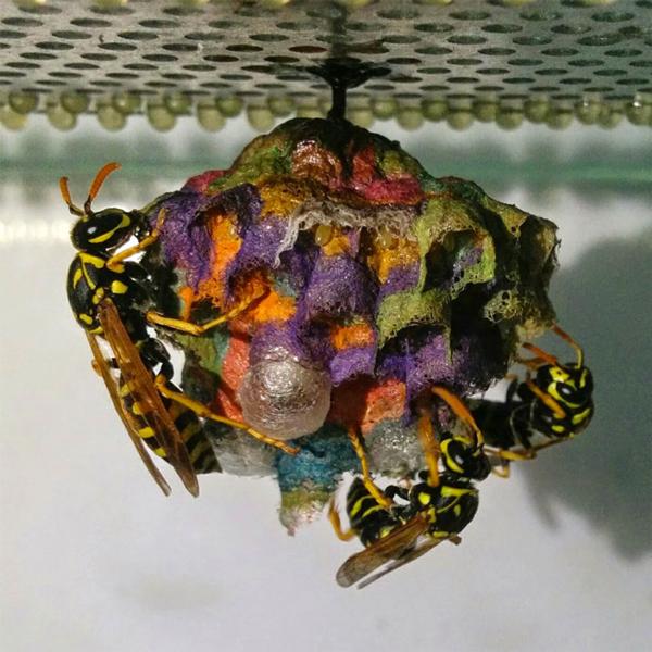 wasps in colour