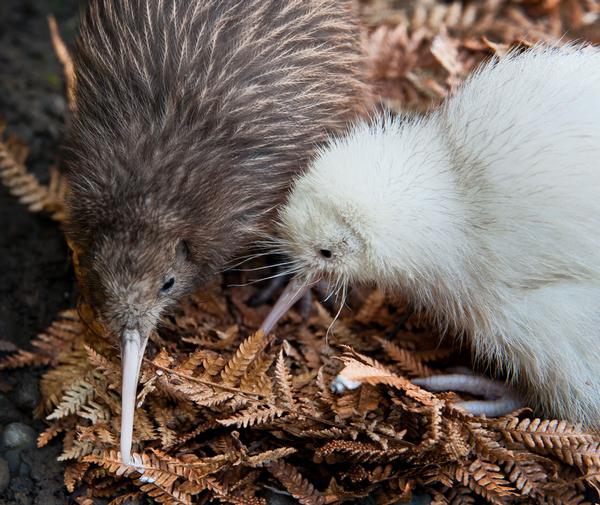 Manukura, the first white kiwi chick hatched in captivity, is a girl