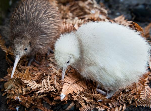 Manukura, the first white kiwi chick hatched in captivity, is a girl