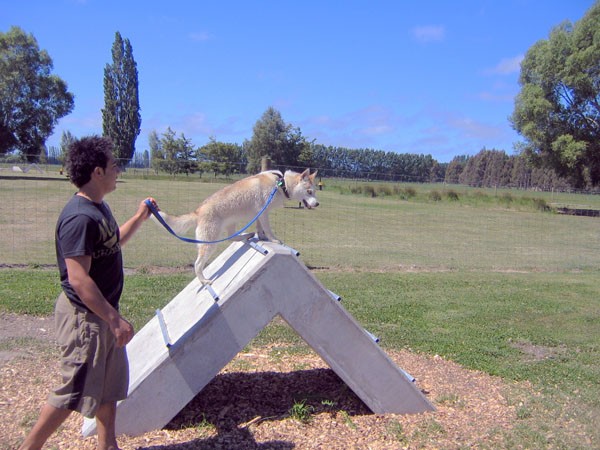 Mohammad Toubat putting Storm through her paces at the Agility Park