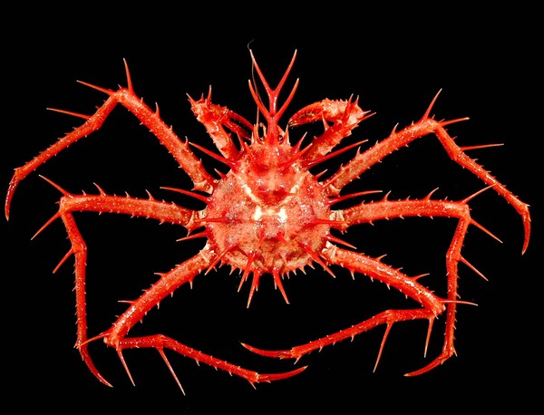 Lithodes aotearoa is the largest species of king crab in New Zealand waters. Its body can grow to a width of 240 mm and its leg span to 1.2 metres.