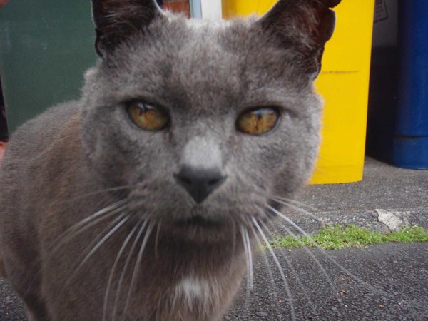 Smokey, who at 24 years and 9 months of age is believed to be New Zealand�s oldest cat