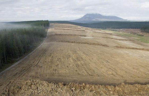Landcorp has embarked on a project to convert more than 25,000 hectares of pine plantations northeast of Taupo