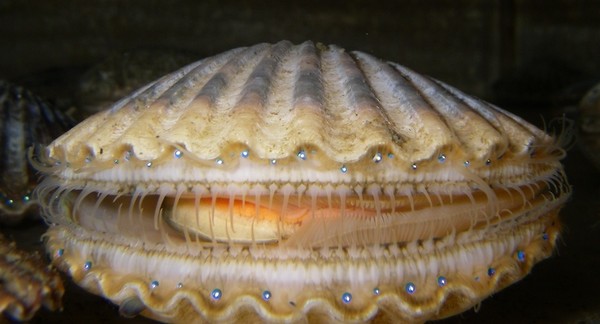 Northerners want Scallop fishery to remain closed