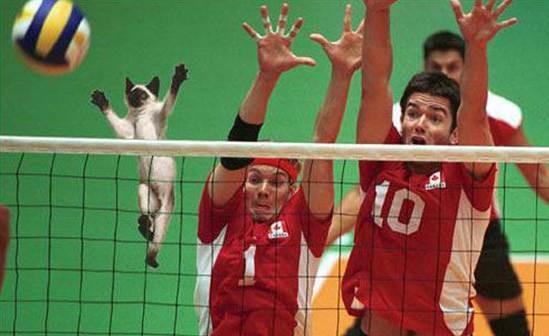 Volley  Cat