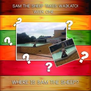 Sam The Sheep