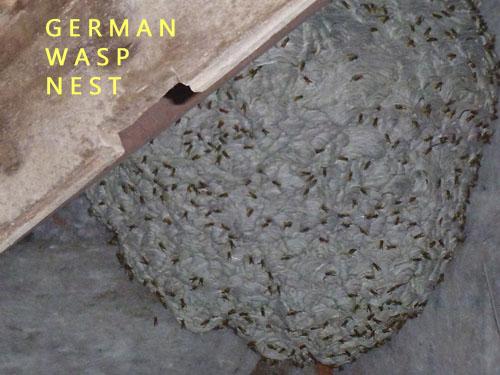 large german wasp nest