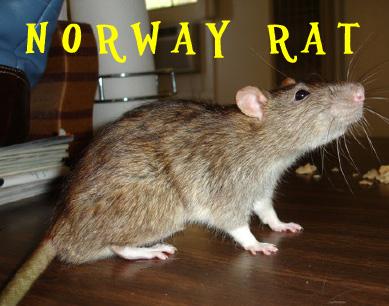 Norway or sewer rat