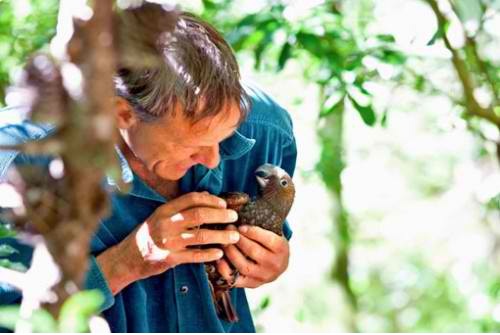  A park ranger holds the kaka chick after it had fallen from the tree.