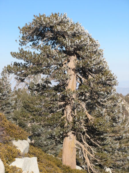 Contorta pine 
