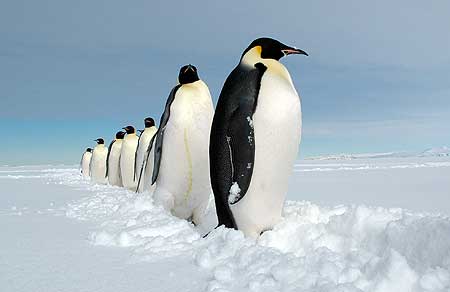 More at home in the Antartic - Emperor penguins