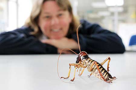 Dr Cilla Wehi with a male tree weta.