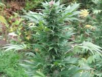 Growing; A typical cannabis plant found in Waikato Bush.