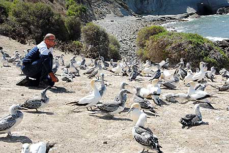 Gabriel Machovsky-Capuska at Cape Kidnappers gannet colony where he conducted his research on gannet vision.