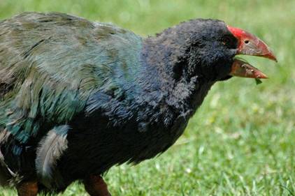 The first two Takahe were introduced to Motutapu Island in August 2011