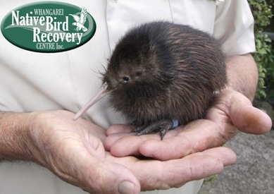 Puddles - baby kiwi