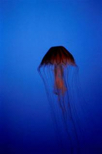 Romance: New York (jellyfish) 2006 - C-type print Private collection , Christchurch