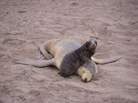 New Zealand sea lion and pup