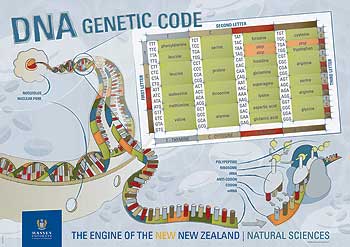 DNA Genetic Code science poster for  schools, designed by Massey University.