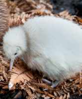 Manukura - the rare white kiwi born at Pukaha Mount Bruce wildlife centre - is a female