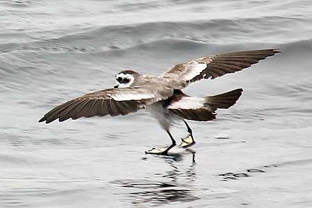 A white-faced storm petrel